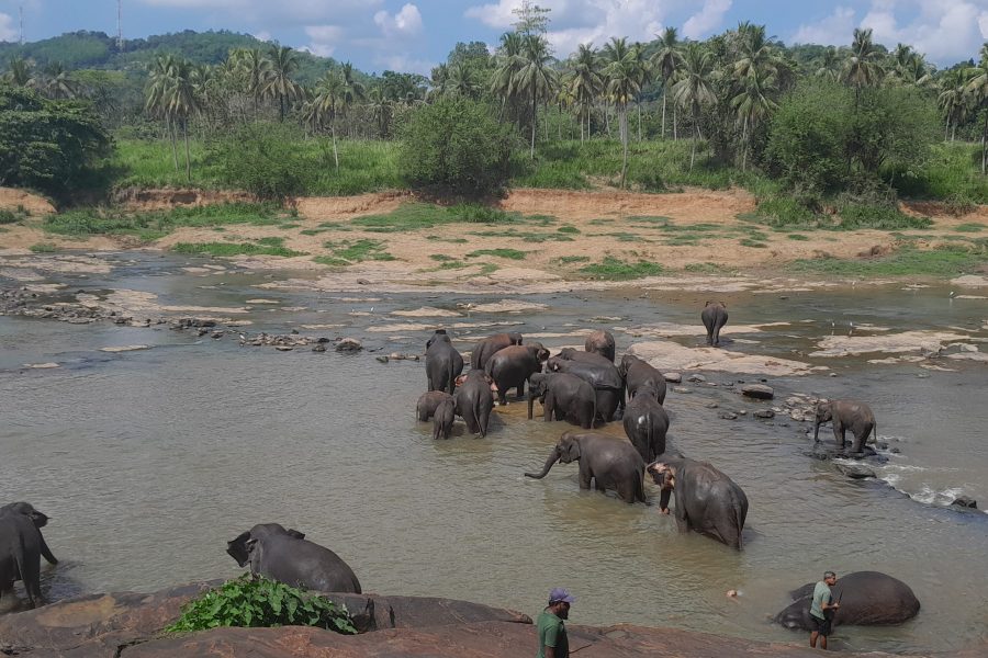 Southern Lanka Tours 🇱🇰 4 Night 5 days Tour