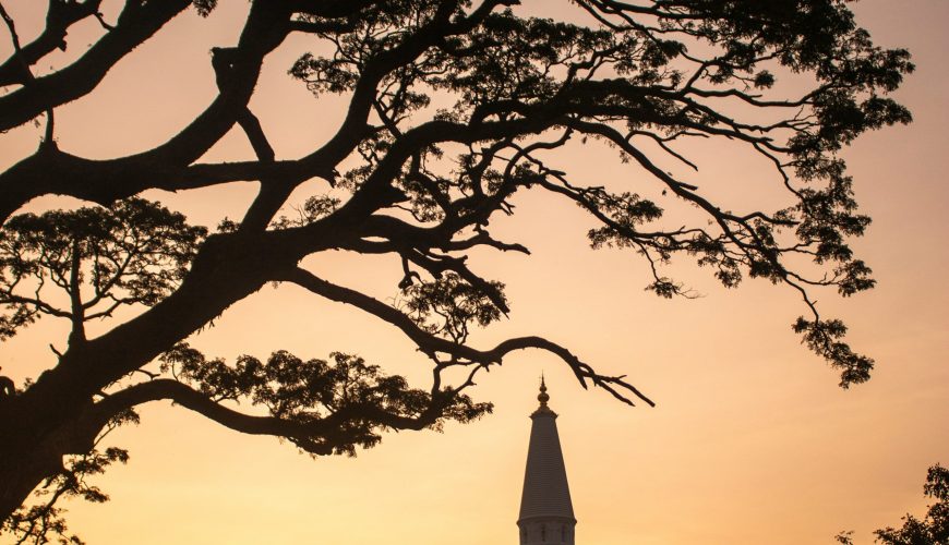 a tree with a building in the background