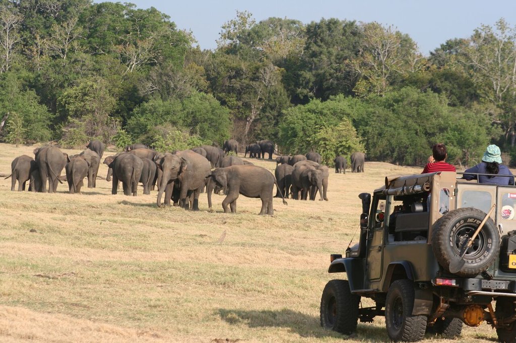 Day 8: Polonnaruwa - Minneriya - Digana