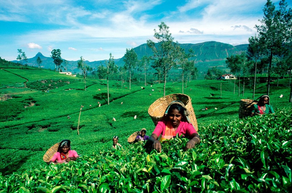 Day 7: Tea Tour in Nuwara Eliya